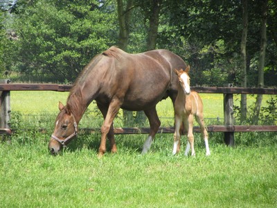 Balou du Rouet x Umolga